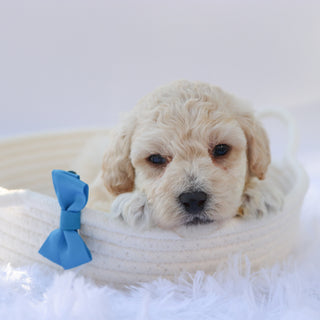 Eddie - Available Now