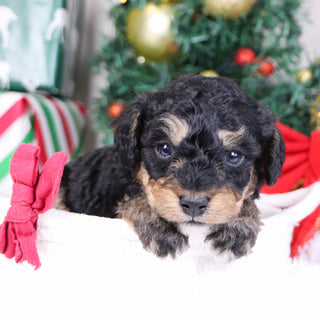 Elam - Available 1/21