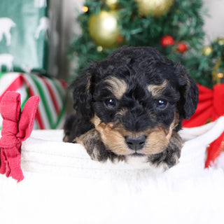 Elam - Available 1/21