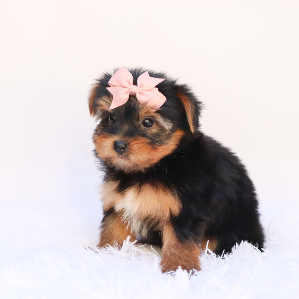 Elena - Available Now