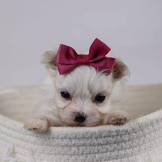 Ellen - Available 12/17