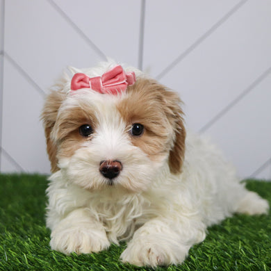 Elli - Available 1/15