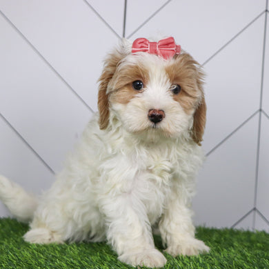 Elli - Available 1/15