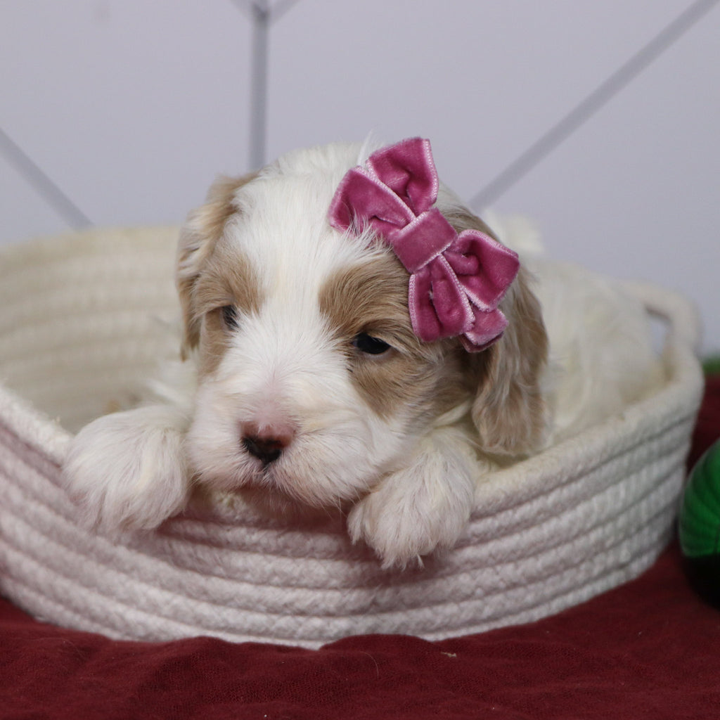 Elli - Available 1/14