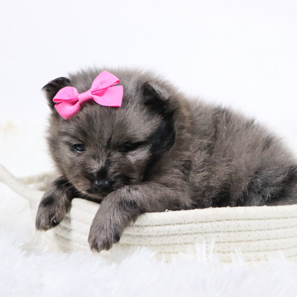 Elsa - Available Now