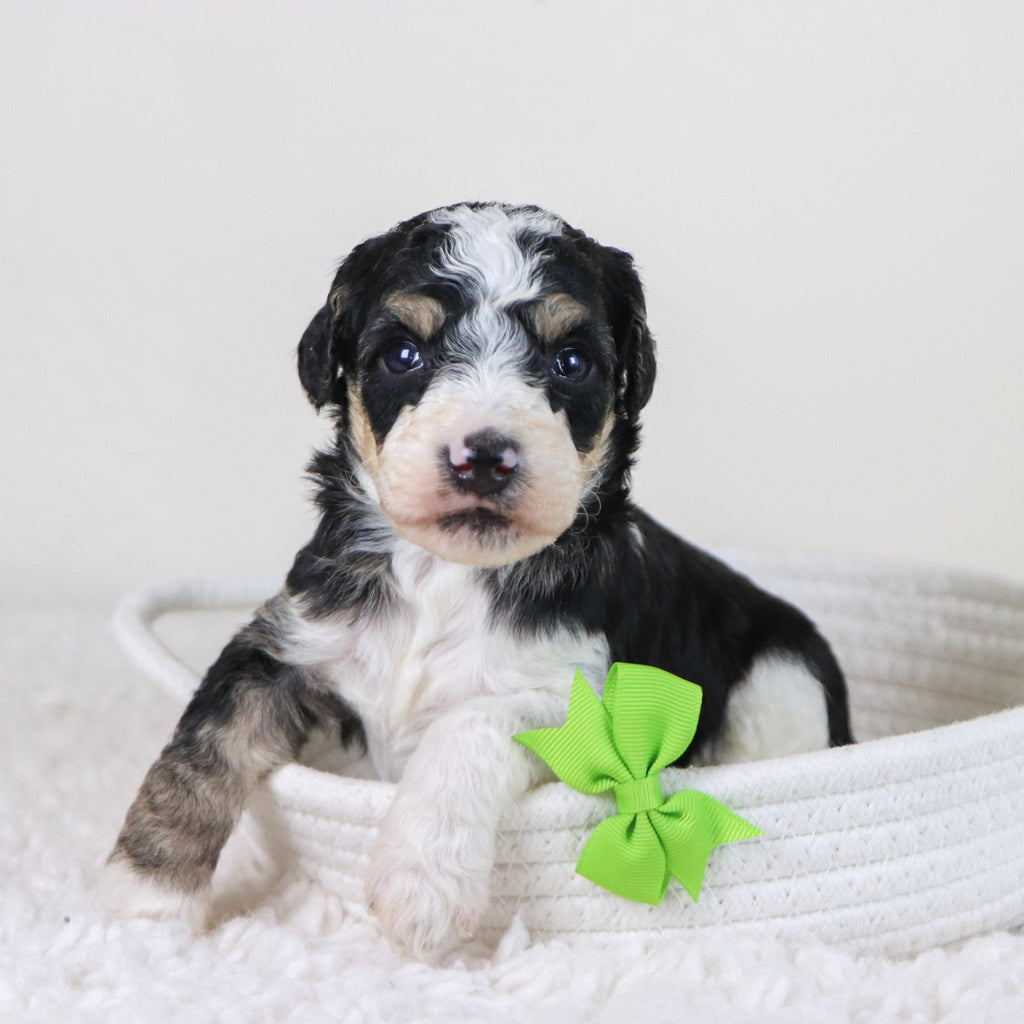 Emerson - Available 11/12