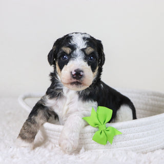 Emerson - Available 11/12