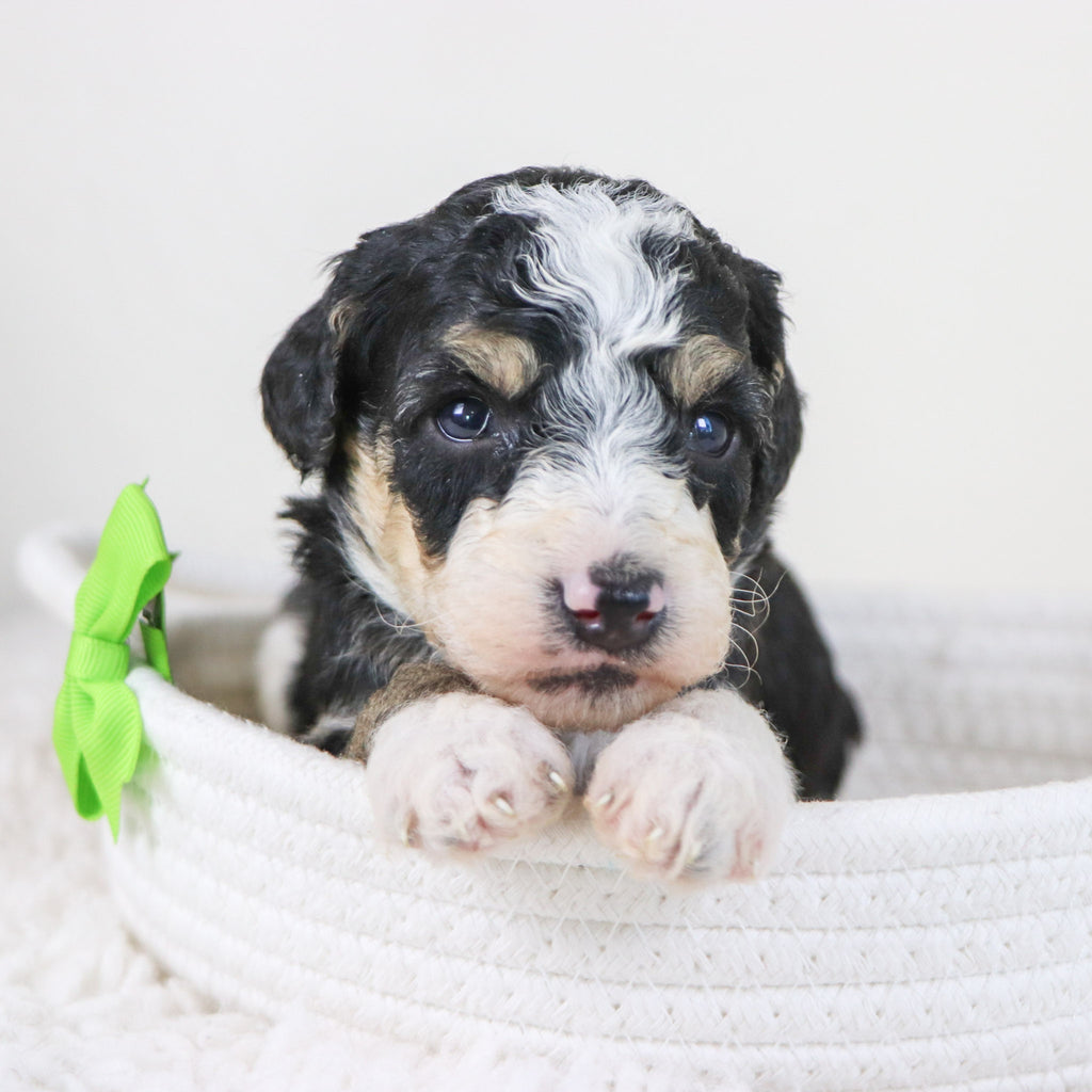 Emerson - Available 11/12