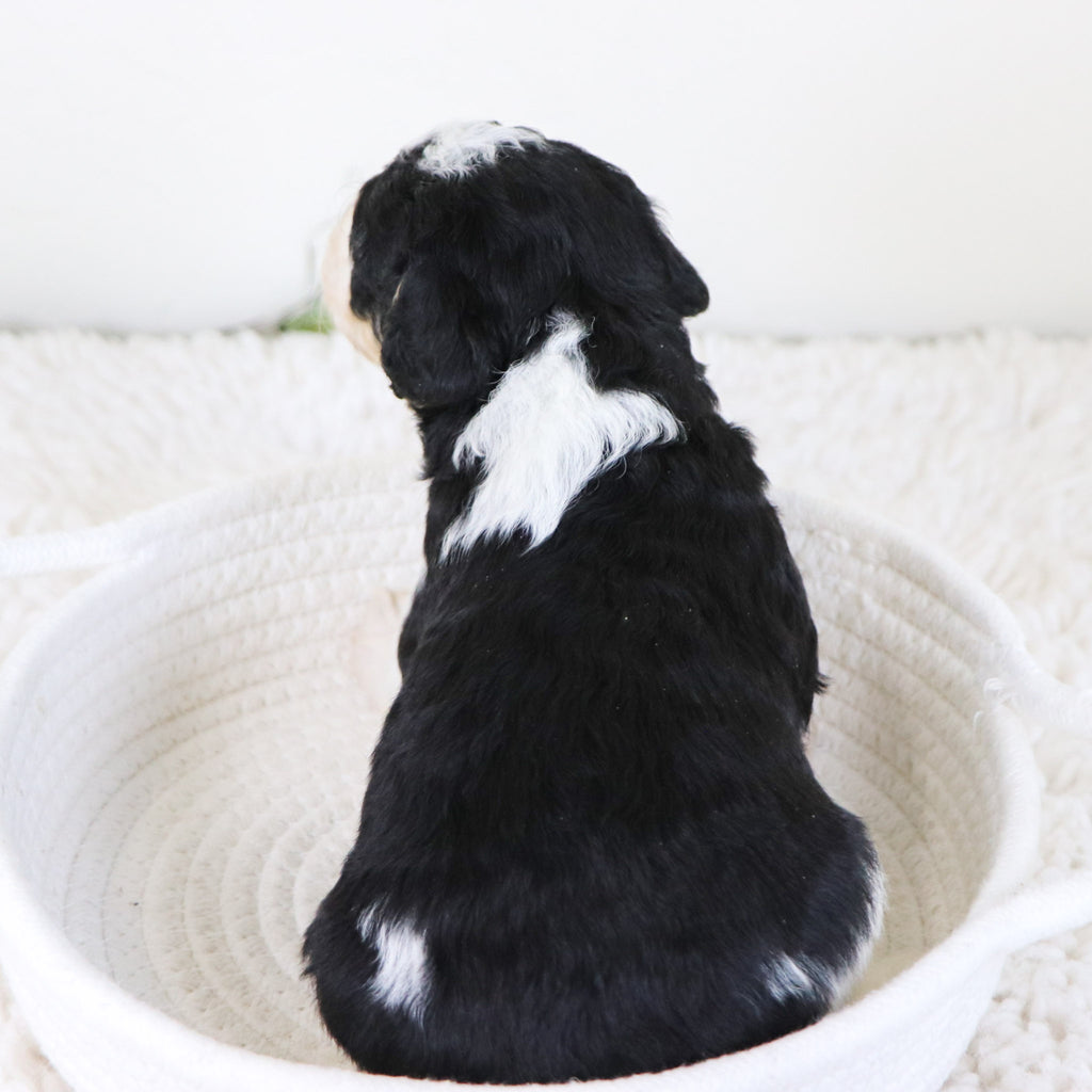 Emerson - Available 11/12