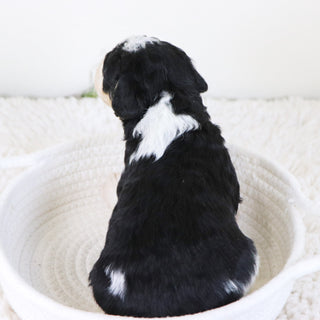 Emerson - Available 11/12