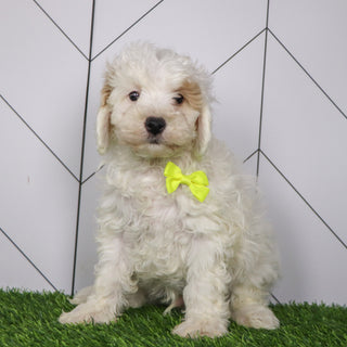 Emmitt - Available 1/15