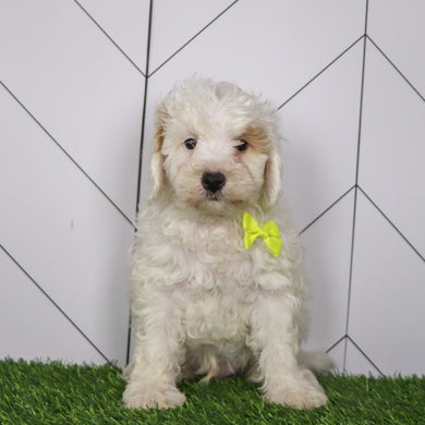 Emmitt - Available 1/15