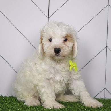 Emmitt - Available 1/15