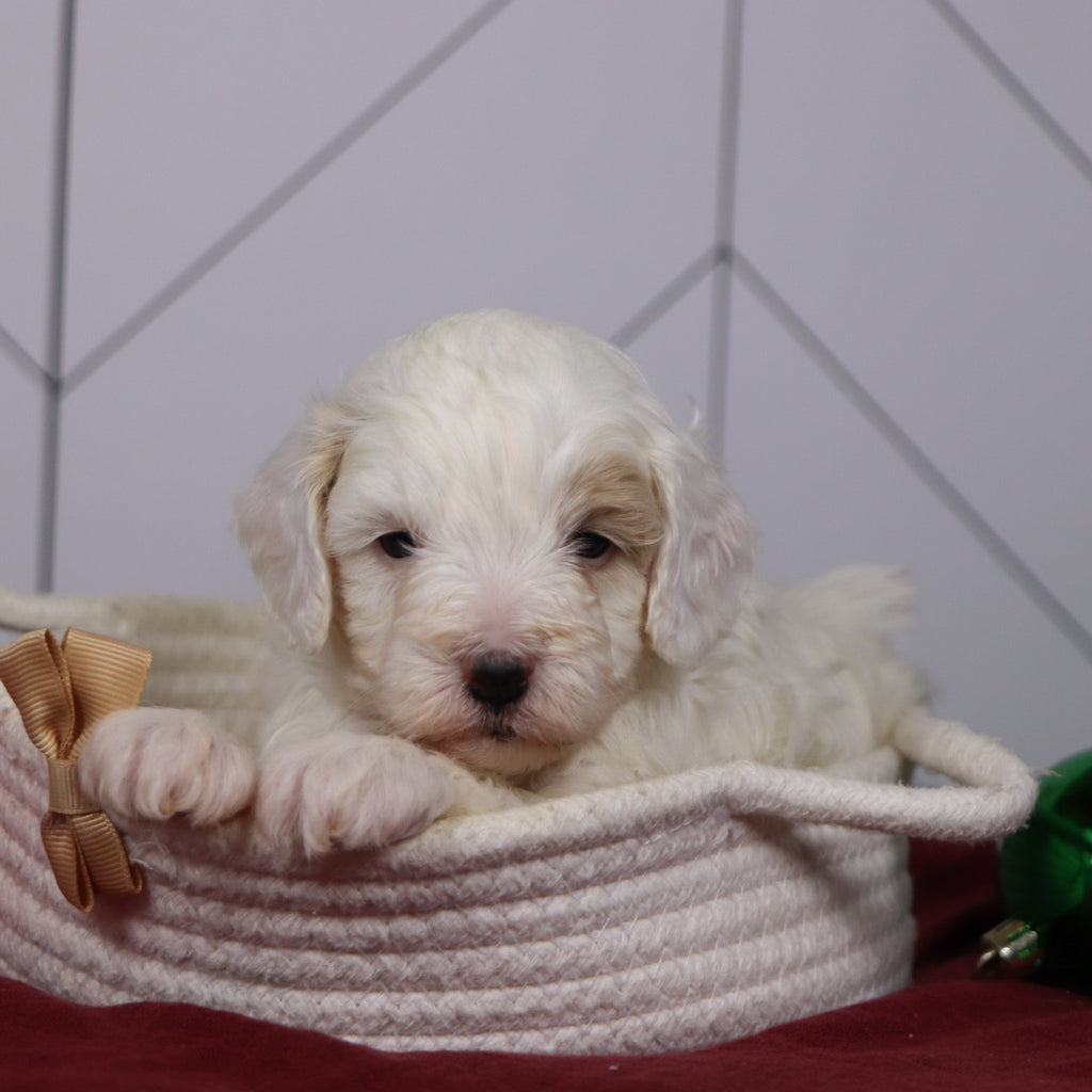 Emmitt - Available 1/15