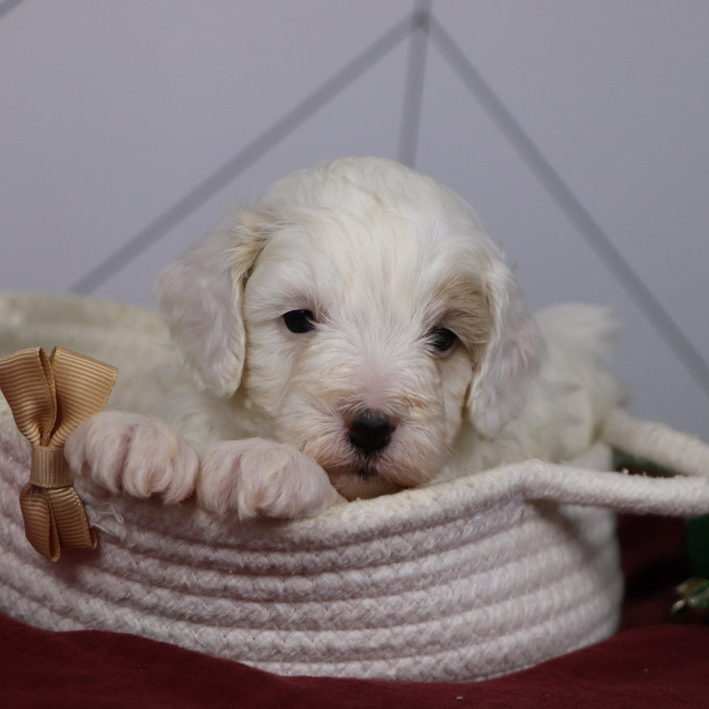 Emmitt - Available 1/15