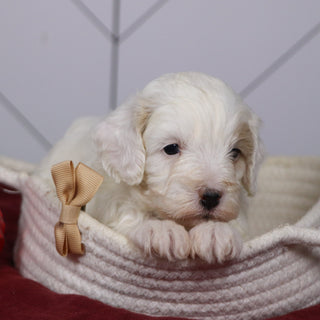 Emmitt - Available 1/15