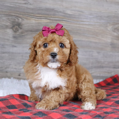 Ethel - Available 12/23