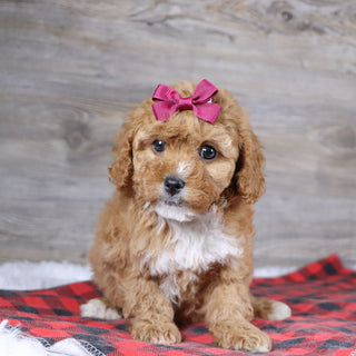 Ethel - Available 12/23