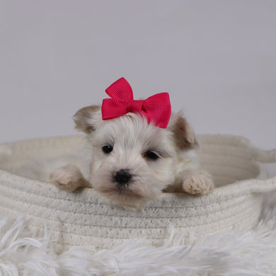 Eve - Available 12/17