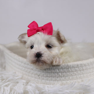 Eve - Available 12/17