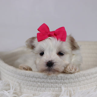 Eve - Available 12/17