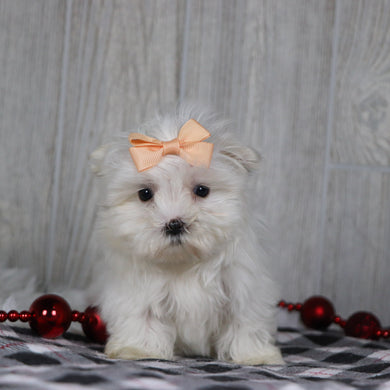 Eve - Available 12/17