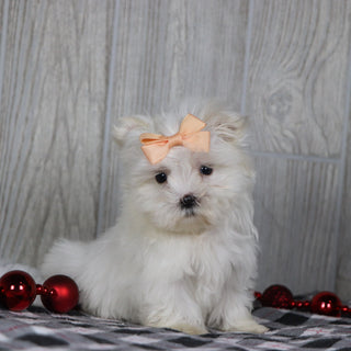 Eve - Available 12/17