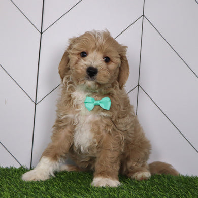 Everest - Available 1/15