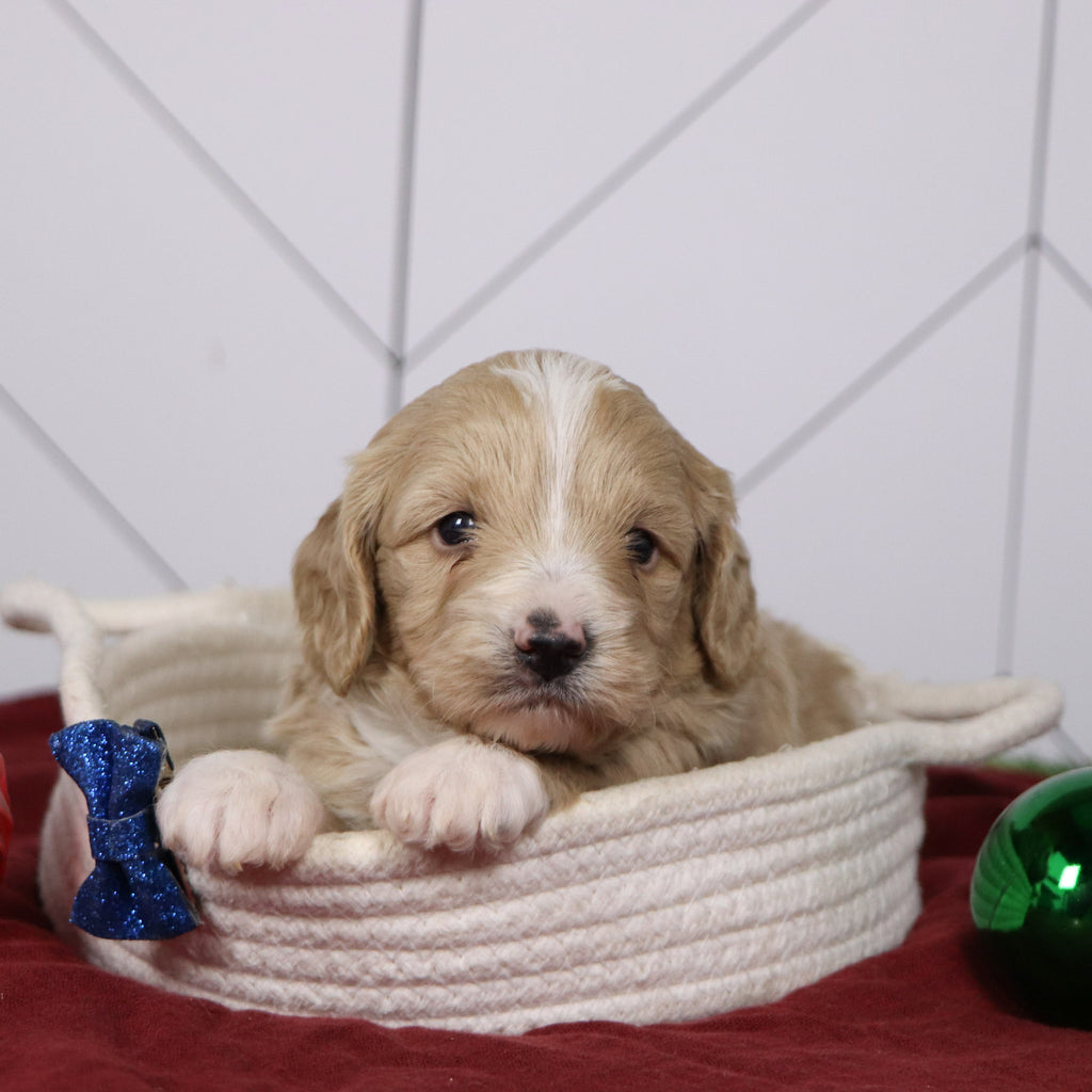 Everest - Available 1/14