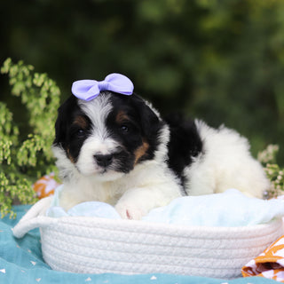 Elsie