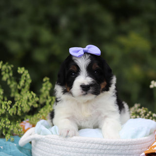 Elsie