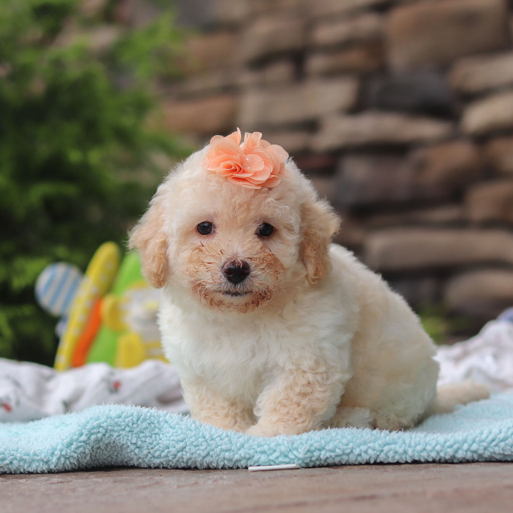 Miso - Available 6/11