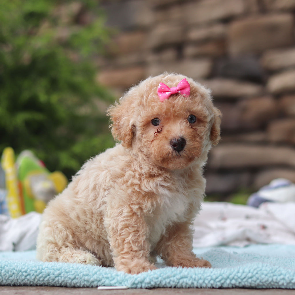 Matilda - Available 6/11