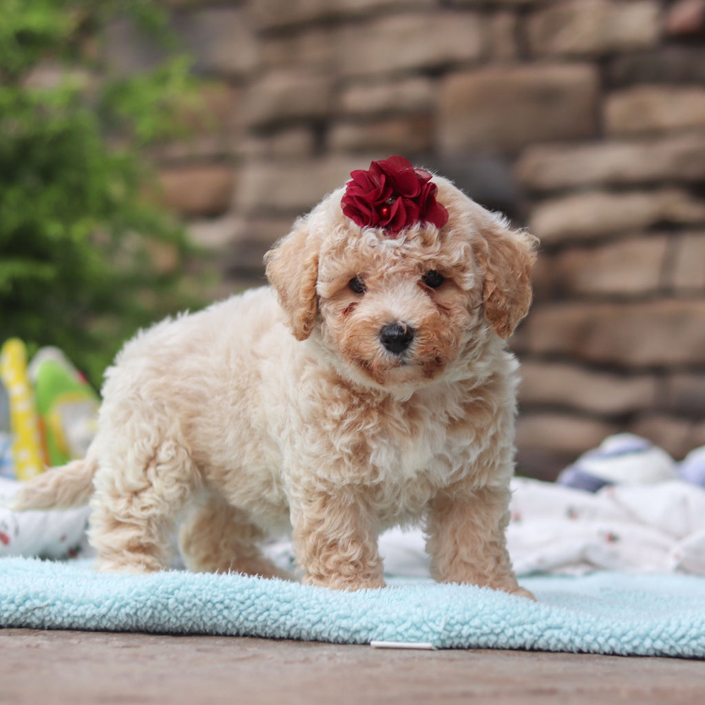 Maple - Available 6/11