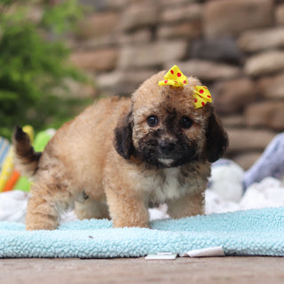 Maui - Available 6/11