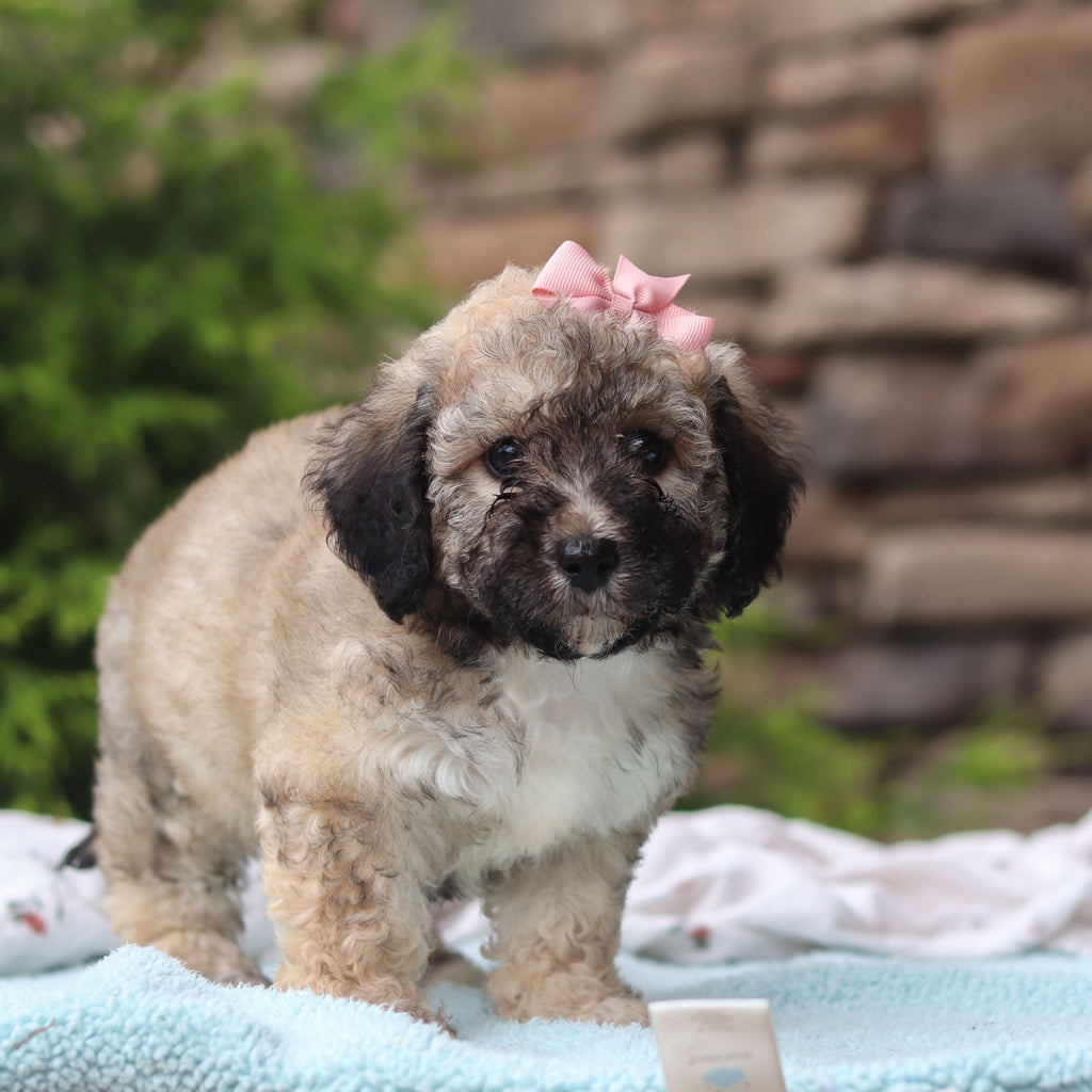 Midge - Available 6/11