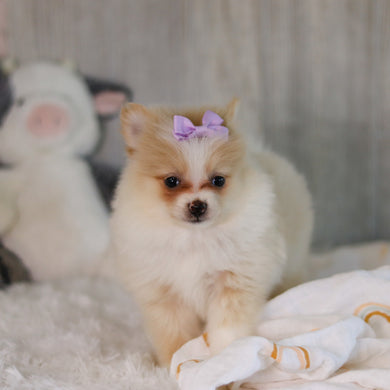 Willa - Available 5/7