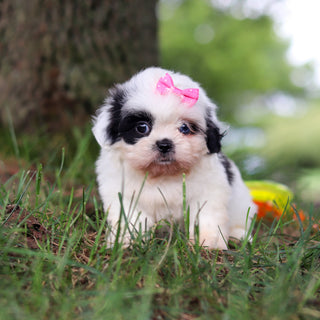 Cammie - Available 9/24