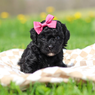 Rosie - Available 5/21