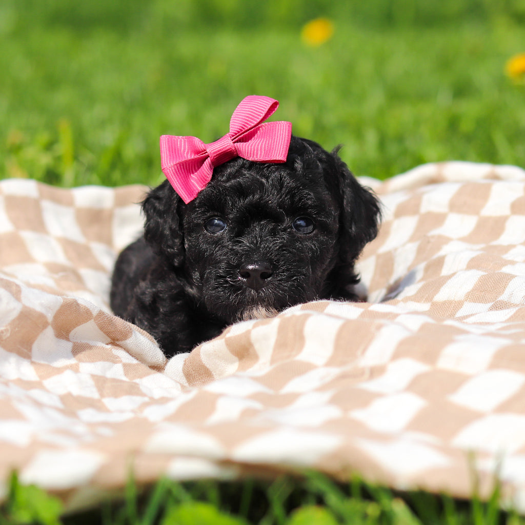 Rosie - Available 5/21