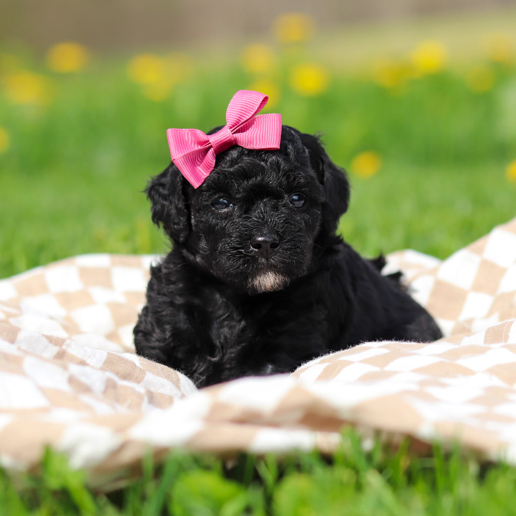 Rosie - Available 5/21