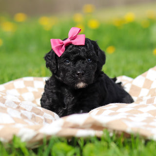 Rosie - Available 5/21