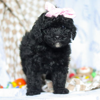 Rosie - Available 5/21
