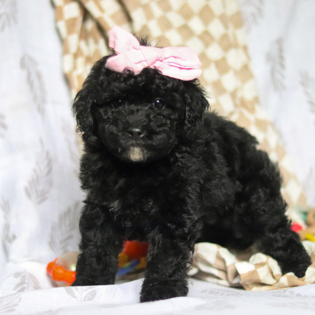 Rosie - Available 5/21