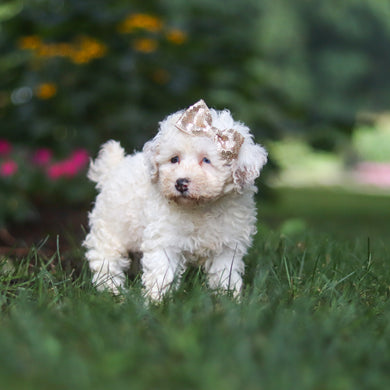 Chloe - Available 8/27