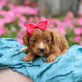 Millie - Available 10/29