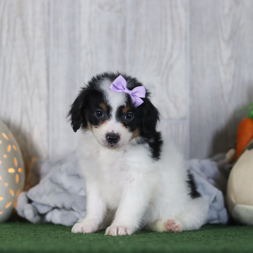 Bonnie - Available 4/16