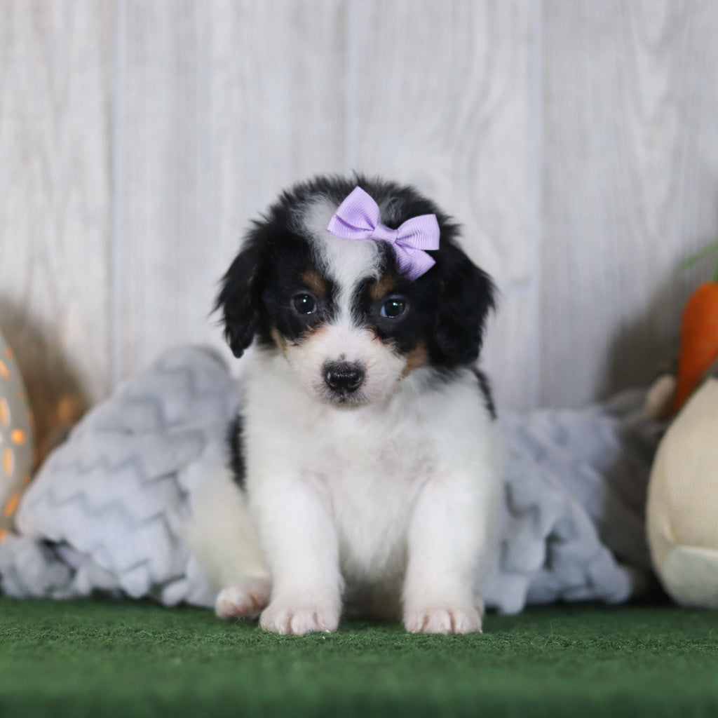 Bonnie - Available 4/16