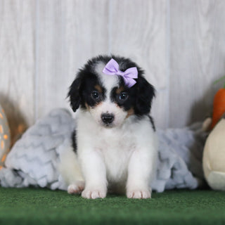 Bonnie - Available 4/16