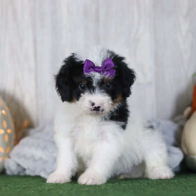 Bay - Available 4/16